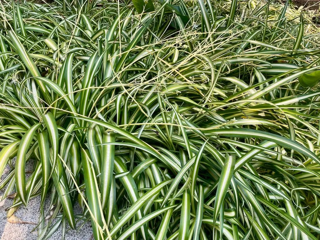 Chlorophytum comosum-1_result - Online Flower Garden Chlorophytum comosum