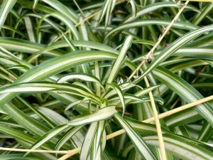 Chlorophytum comosum