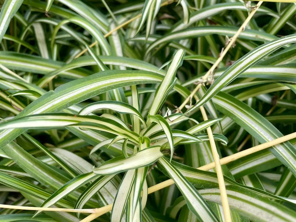 Chlorophytum comosum_result - Online Flower Garden Chlorophytum comosum