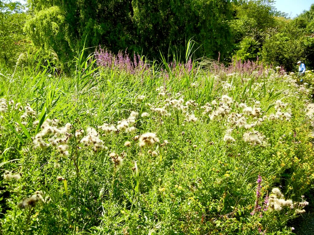 Cirsium arvense or Creeping Thistle