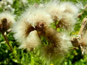 Cirsium arvense or Creeping Thistle
