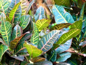 Codiaeum variegatum