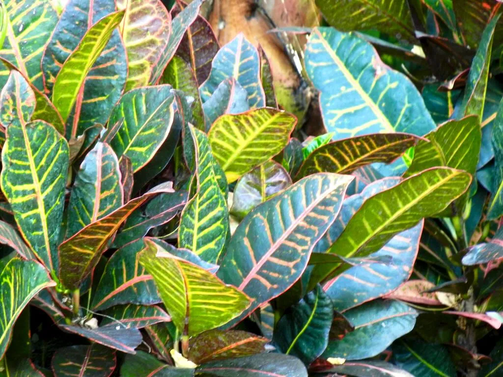 Codiaeum variegatum_result - Online Flower Garden Codiaeum variegatum