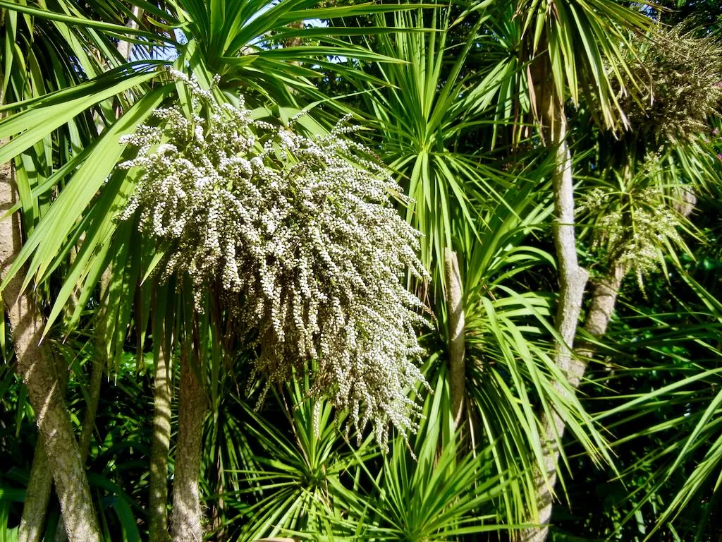 Cordyline australis_result - Online Flower Garden Cordyline australis
