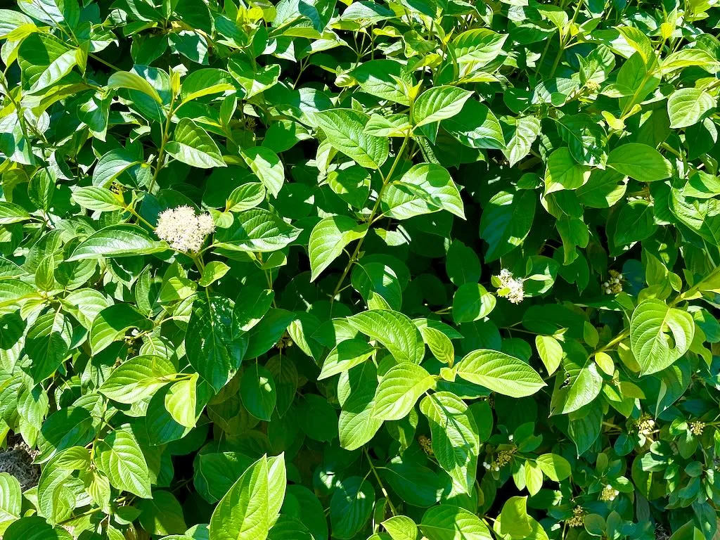 Cornus sericea'Flaviramea'