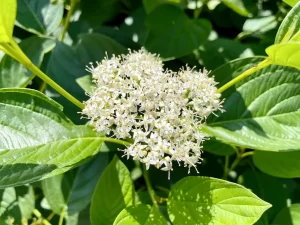 Cornus sericea 'Flaviramea'