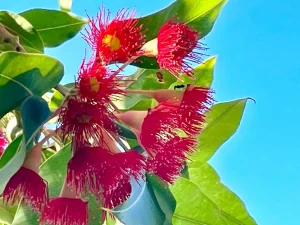 Corymbia ficifolia
