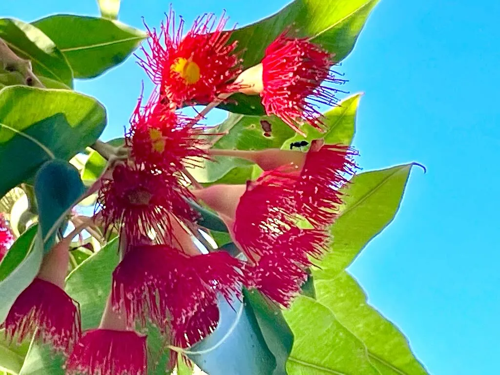 Corymbia ficifolia_result - Online Flower Garden Corymbia ficifolia
