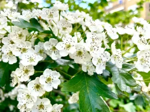 Crataegus laevigata or levigata