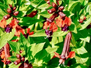 Cuphea llavea or Bat Flower