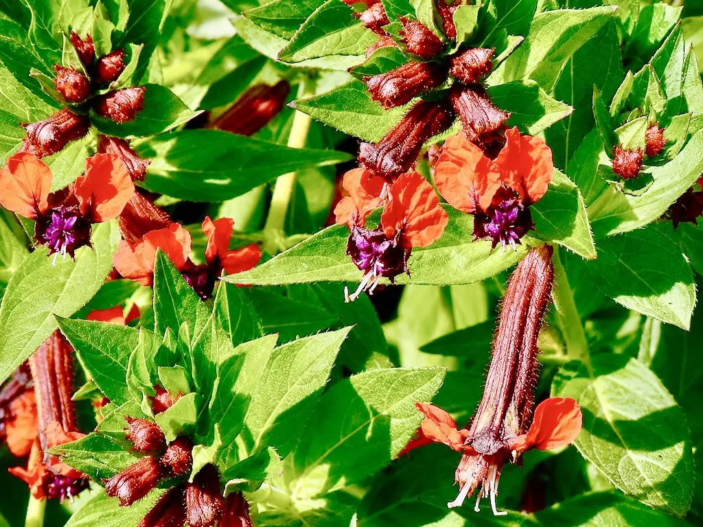 Cuphea llavea or Bat Flower-2_result - Online Flower Garden Lythraceae Cuphea llavea or Bat Flower