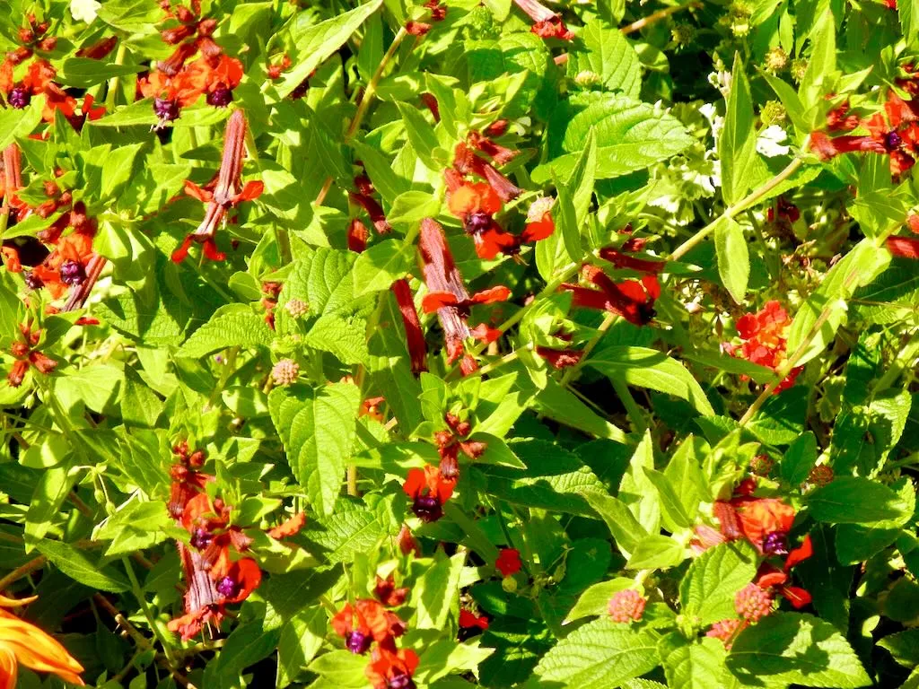 Cuphea llavea or Bat Flower_result - Online Flower Garden Cuphea llavea or Bat Flower