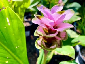 Curcuma ‘Maetang No 1’
