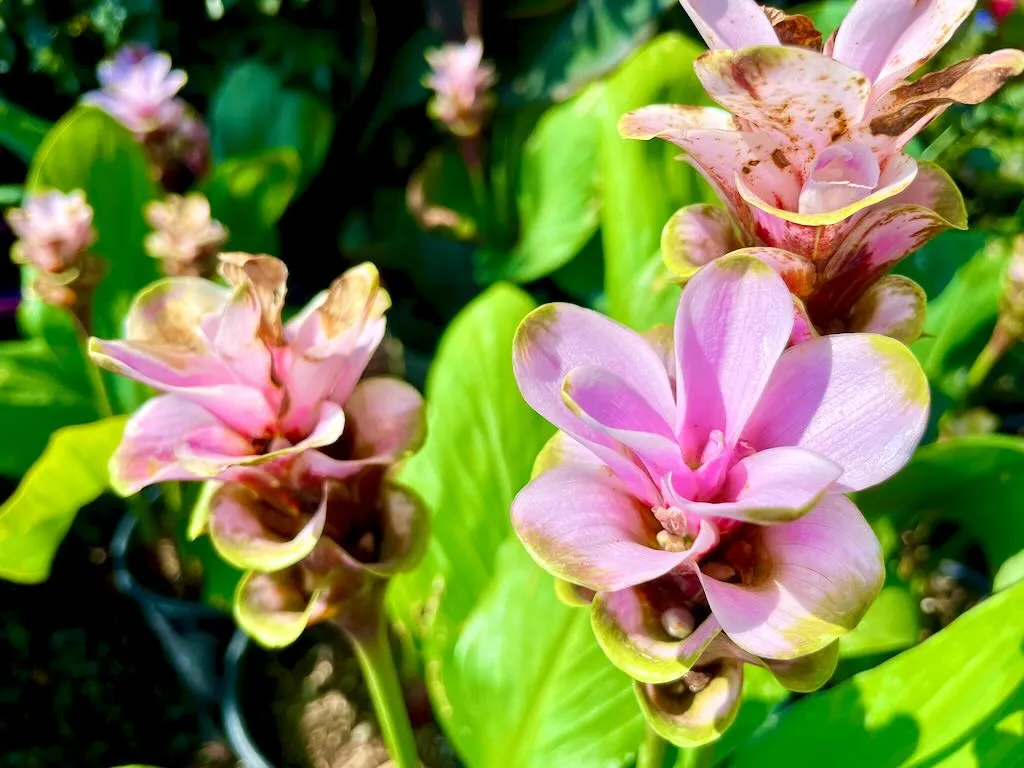 Curcuma Maetang No 1_result - Online Flower Garden Curcuma ‘Maetang No 1’
