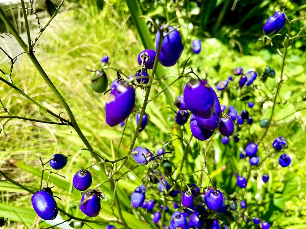 Dianella caerulea