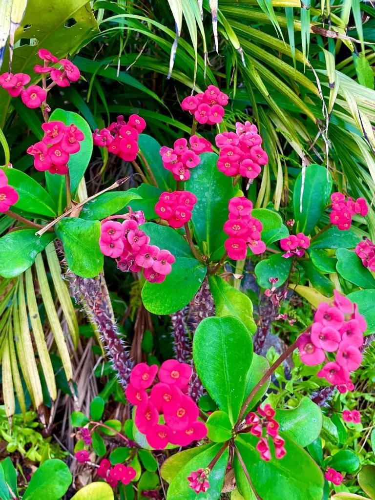 Euphorbia milii-1_result - Online Flower Garden Euphorbia milii