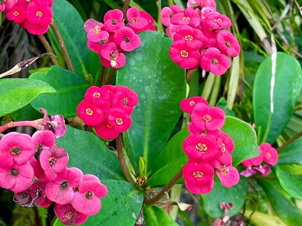 Euphorbiaceae Euphorbia milii