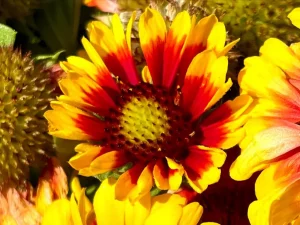 Gaillardia aristata 'Spintop Red Starburst'