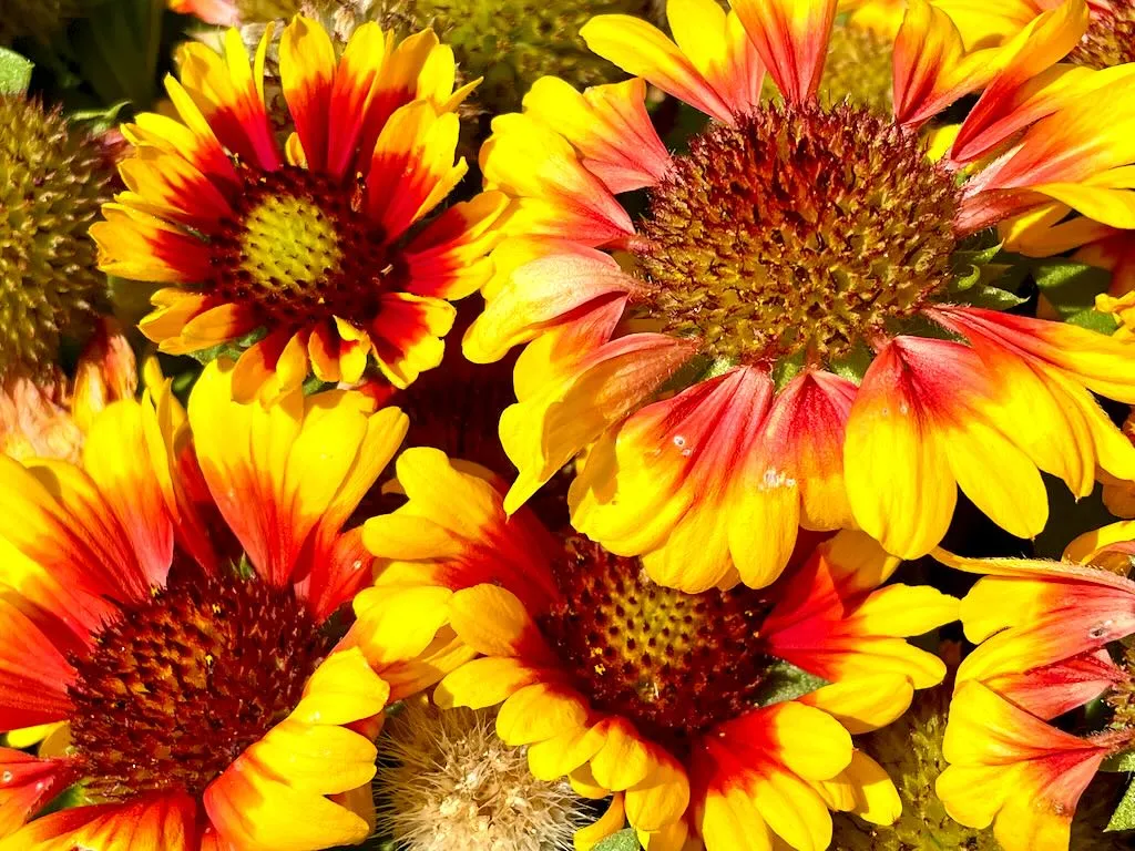 Gaillardia aristata'Spintop Red Starburst'