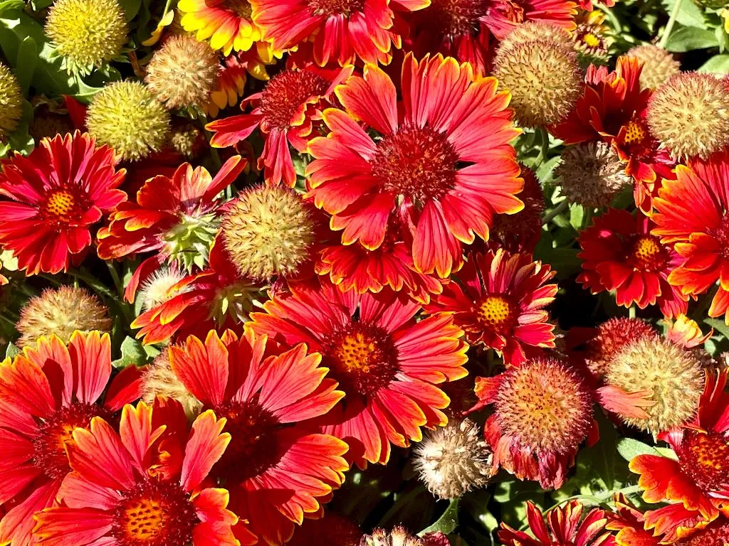 Gaillardia aristata'Spintop Yellow Touch'