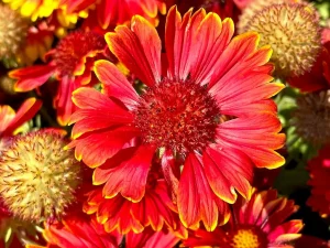 Gaillardia aristata 'Spintop Yellow Touch'