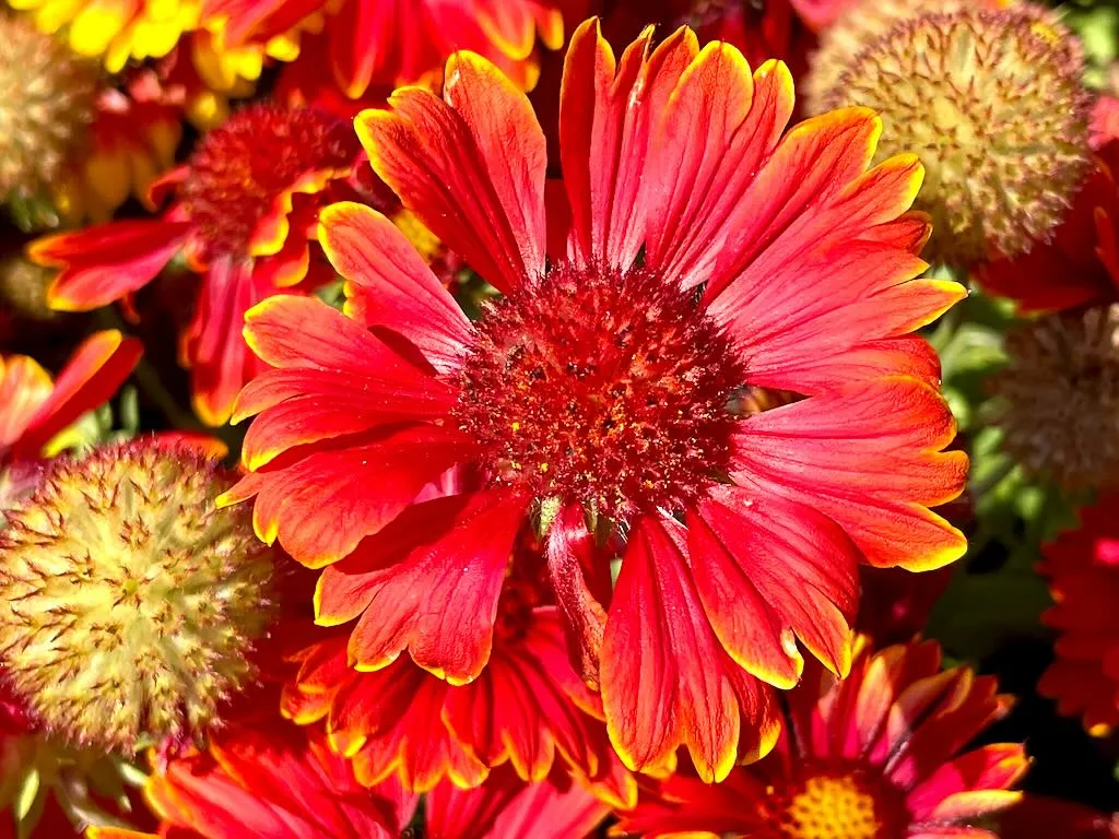 Gaillardia aristata 'Spintop Yellow Touch'