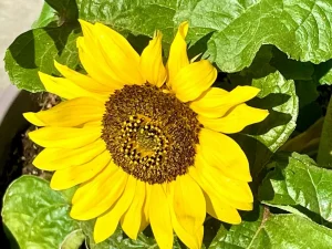 Helianthus Sunsation® Flame