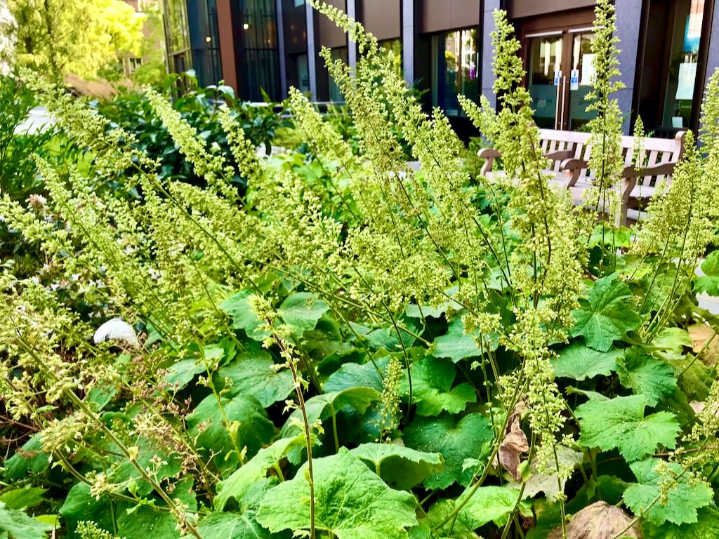 Heuchera villosa