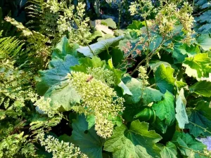 Heuchera villosa