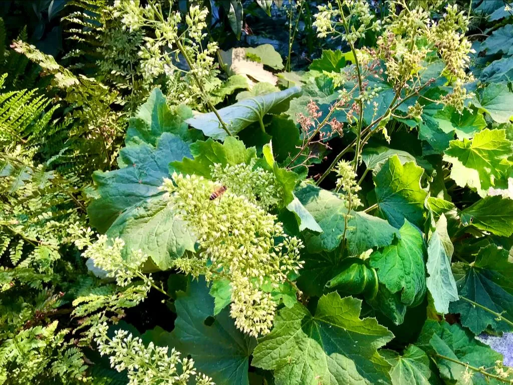 Heuchera villosa