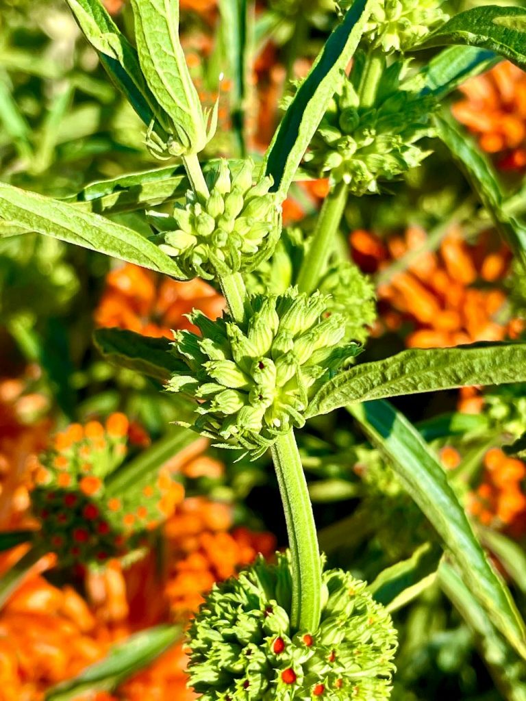 Leonotis leonurus