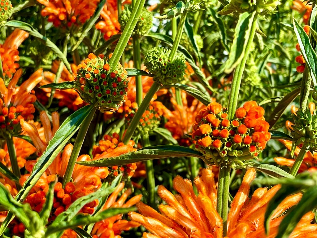 Leonotis leonurus