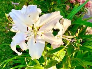 Lilium candidum or Madonna Lily