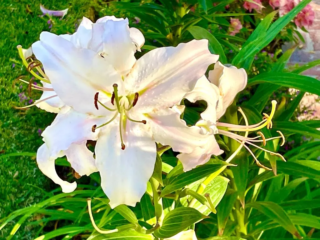 Lilium candidum or Madonna Lily_result - Online Flower Garden Lilium candidum or Madonna Lily