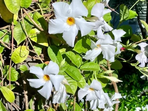 Mandevilla boliviensis