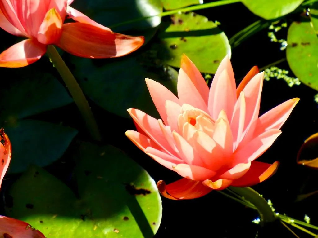 Nymphaea 'Bernice Ikins'