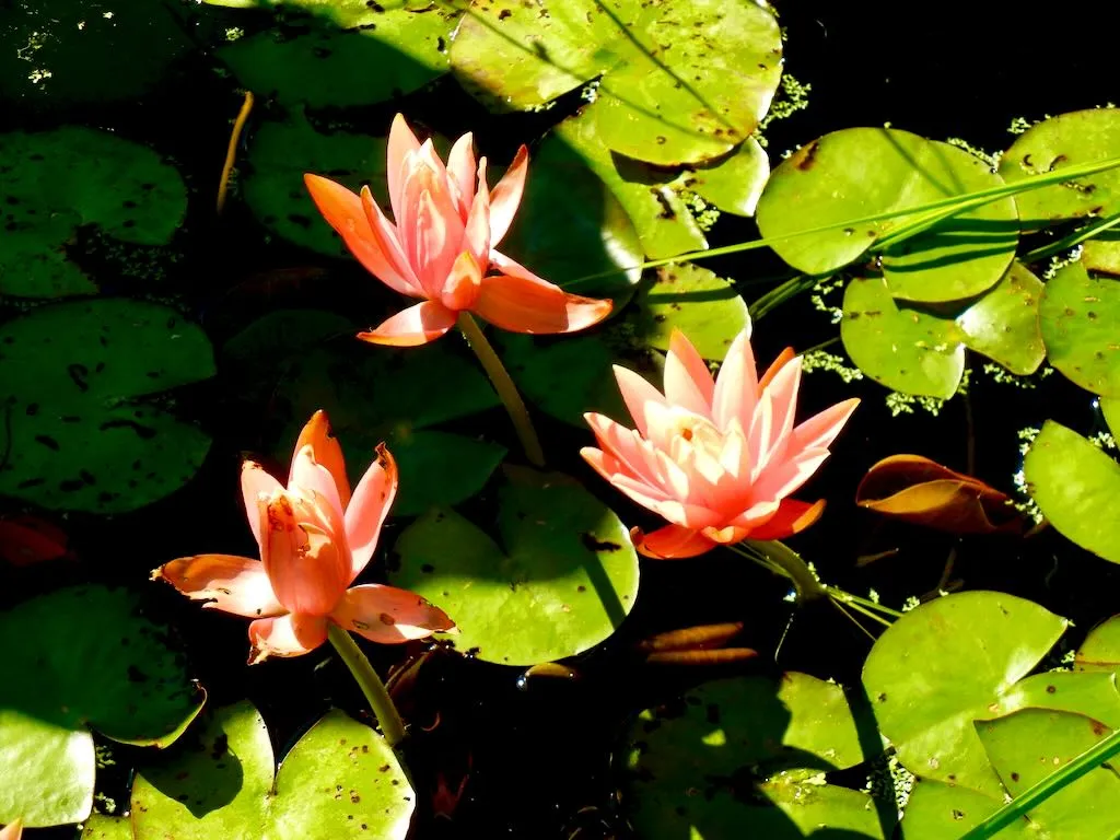 Nymphaea'Bernice Ikins'