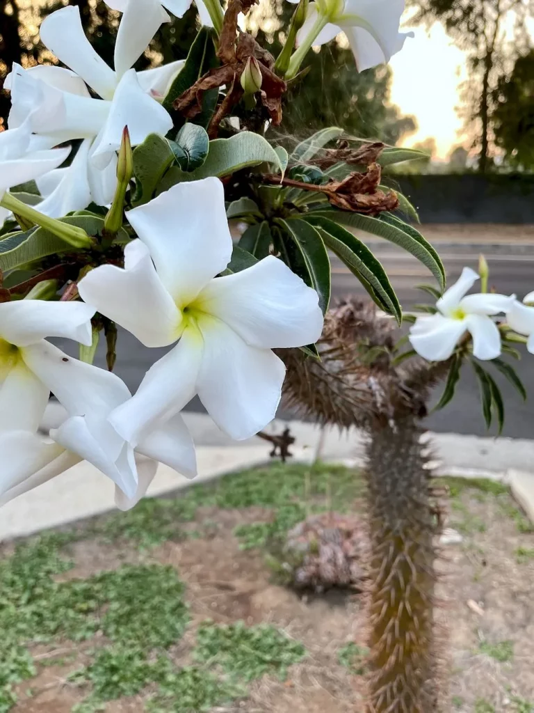 Pachypodium lamerei or Madagascar Palm