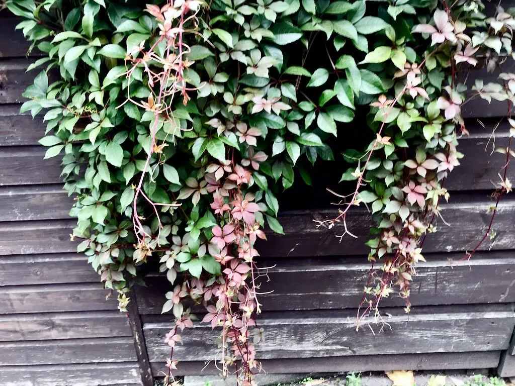 Parthenocissus quinquefolia