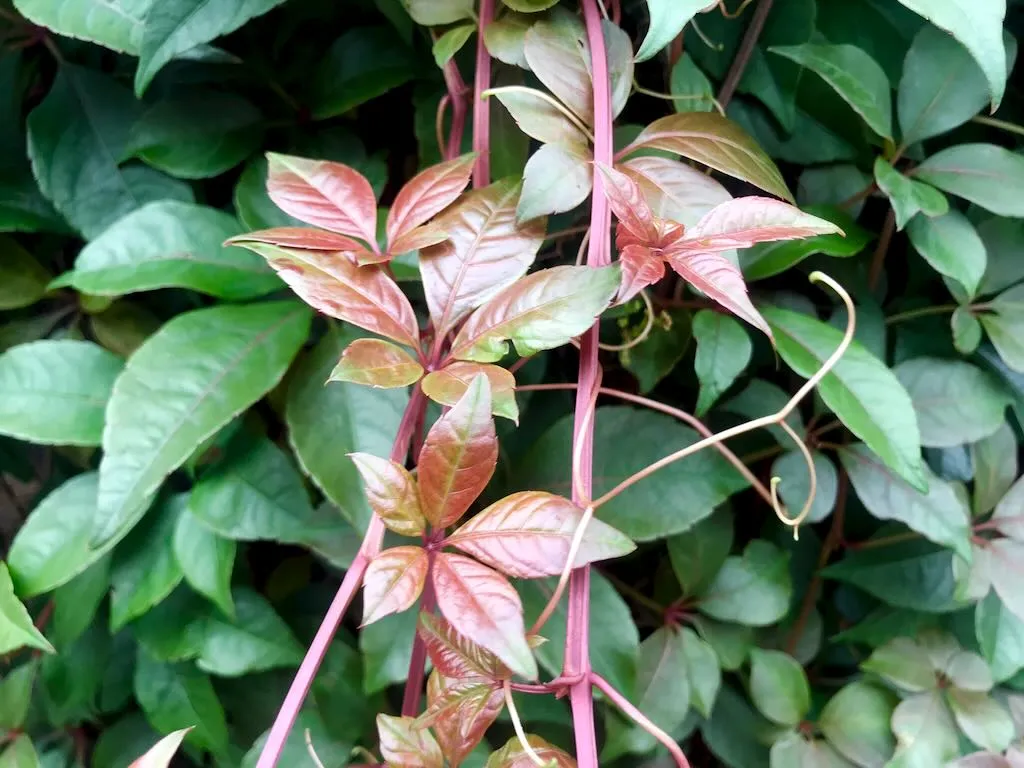 Vitaceae Parthenocissus quinquefolia