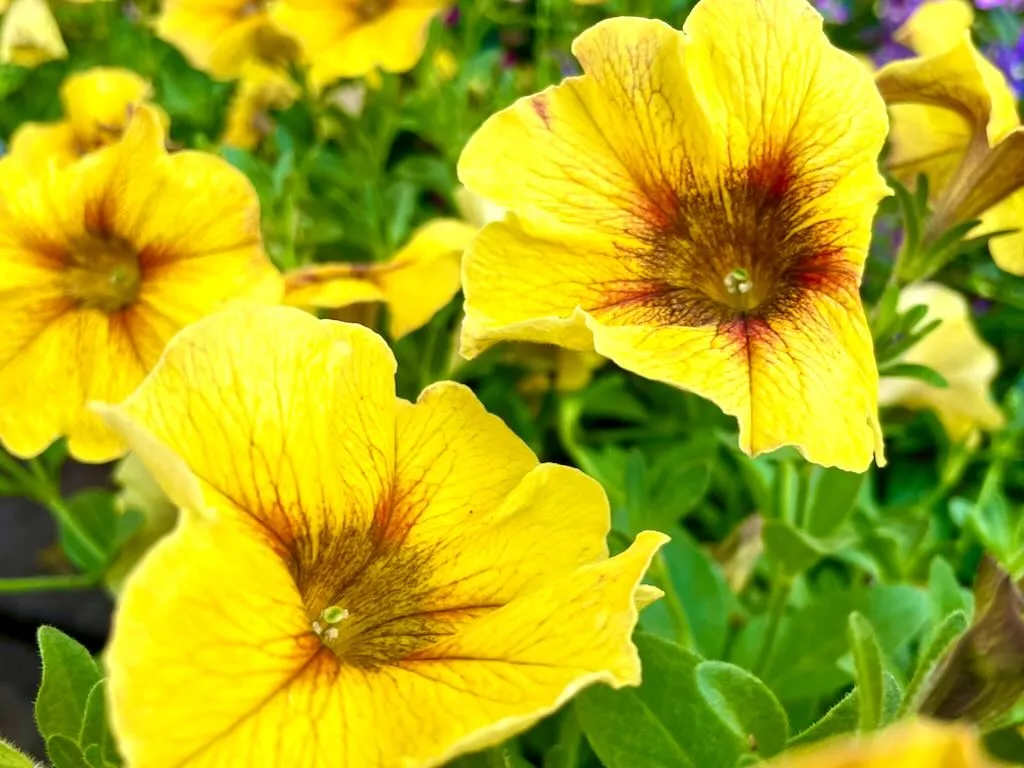 Petchoa SuperCal® Premium'Caramel Yellow'