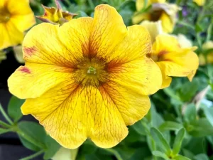 Petchoa SuperCal® Premium 'Caramel Yellow'