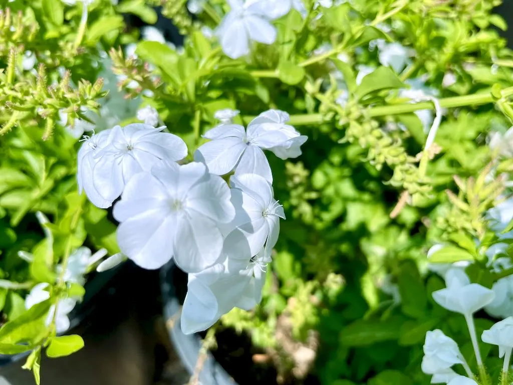 Plumbago auriculata f. alba