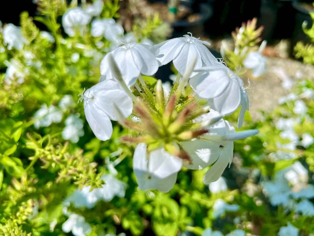 Plumbago auriculata f. alba