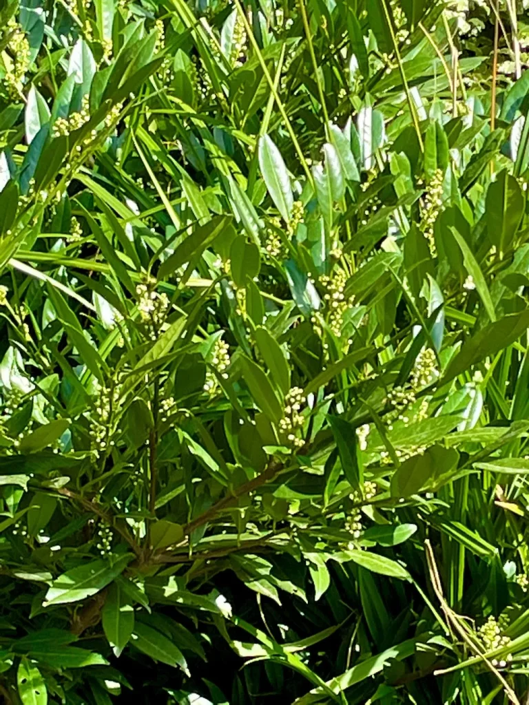 Prunus laurocerasus