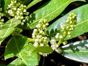 Prunus laurocerasus