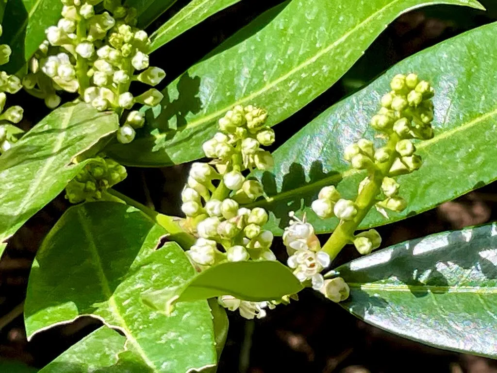 Prunus laurocerasus