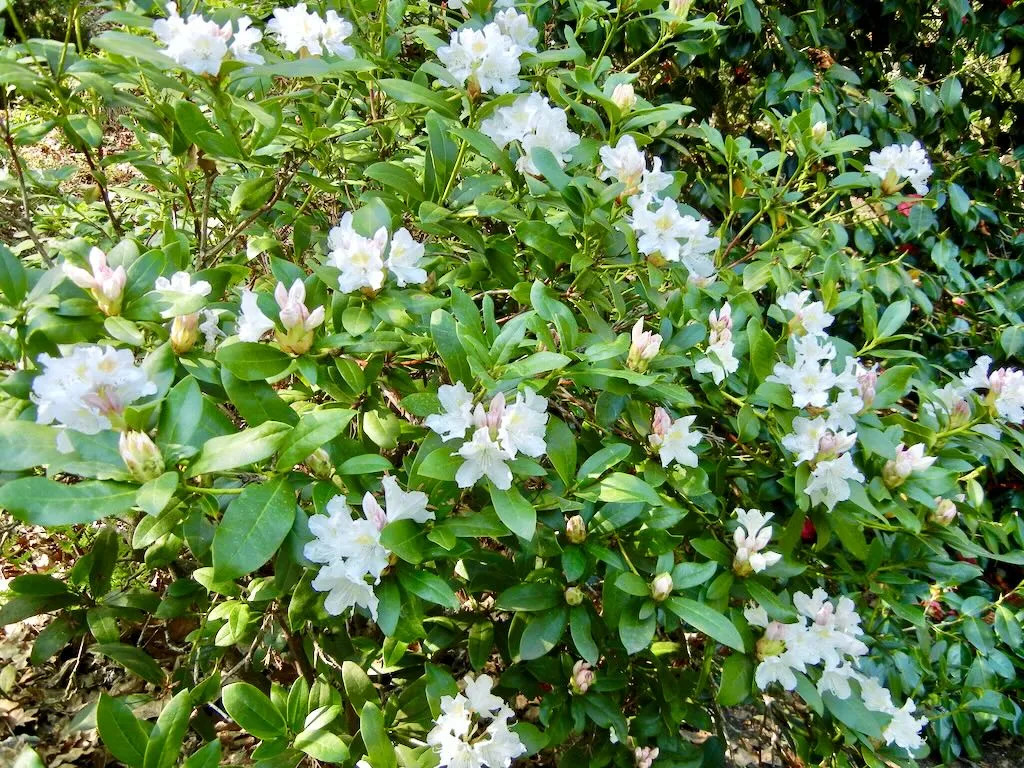 Rhododendron'Cunningham's White'