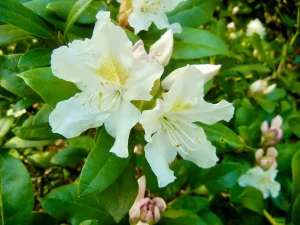 Rhododendron 'Cunningham's White'