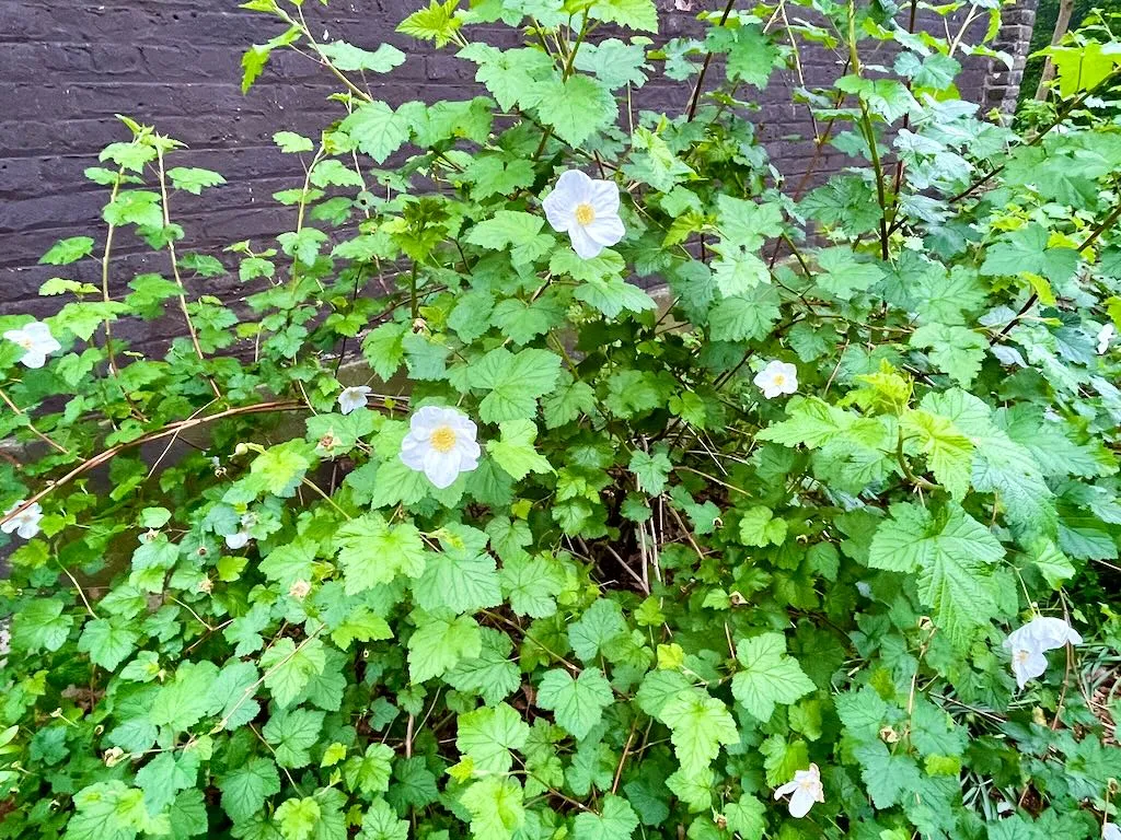 Rubus deliciosus-1_result - Online Flower Garden Rubus deliciosus or Delicious Raspberry